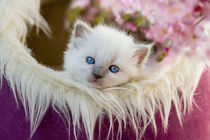 Springtime Dreams with a Ragdoll Kitten by photoart-mrs