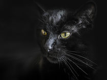 black cat by vuki-design