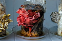 Pilze aus dem Zuchtpaket, 2 by Hartmut Binder