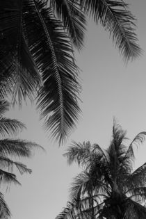 palmwedel von mroppx