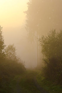 Der Waldweg im Nebel by Bernhard Kaiser