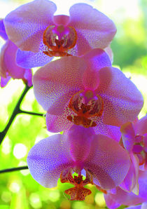 Orchids von lescapricesdefilles