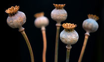 Poppy Seed Pods by Keld Bach