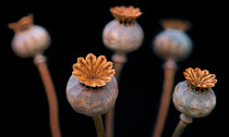 Poppy Seed Pods 2 von Keld Bach