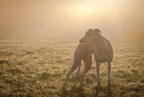 Whippets -  In the fog by Chris Berger