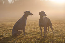 Whippets - Watchful in the mist by Chris Berger