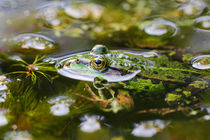 Frosch im Teich by Bernhard Kaiser