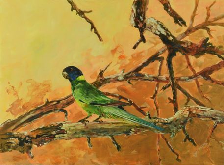 Port-lincoln-parrot-24x18in-ac-on-board-x