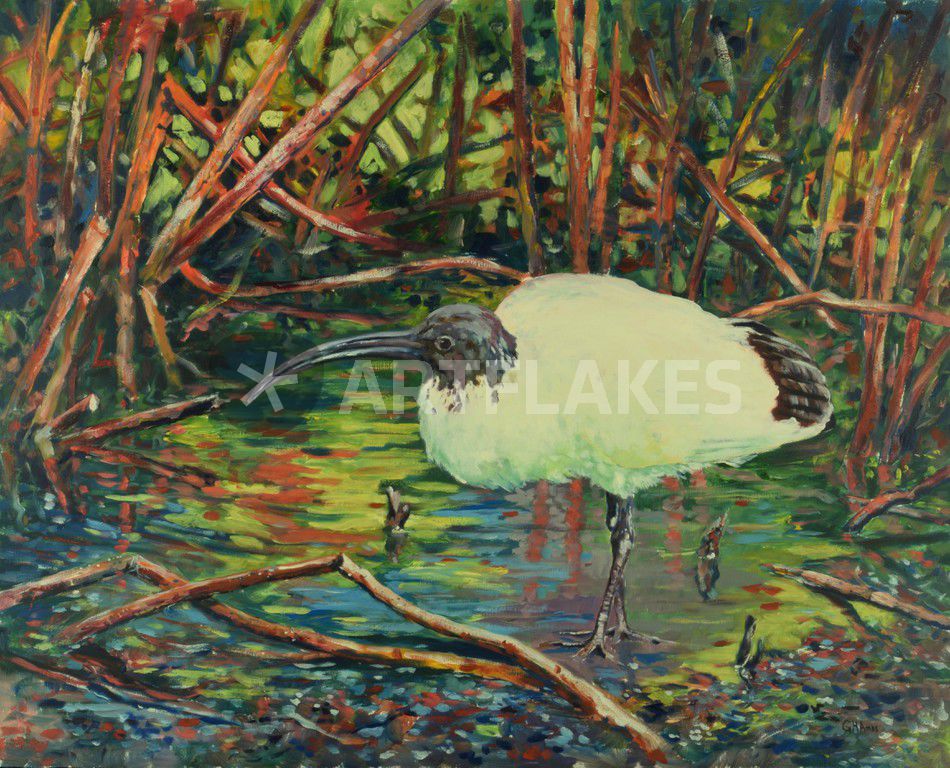 "Ibis, Australia" Painting art prints and posters by Geoff