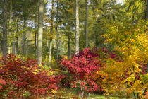 Autumn Arboretum von Rob Hawkins
