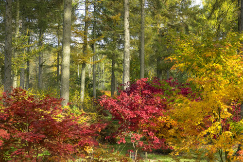 Arboretum-autumna