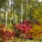 Arboretum-autumna