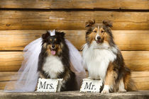 Wedding Time Mr. & Mrs. by photoart-mrs