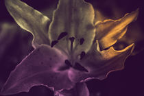 'Flower' by whiterabbitphotographers