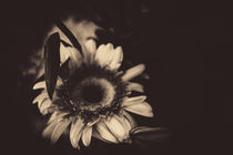 flower by whiterabbitphoto