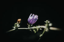 Flower by whiterabbitphoto