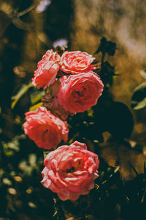 Red Rose  von whiterabbitphoto