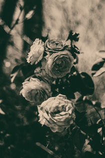 rose by whiterabbitphoto