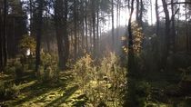 Lasy Spalskie 4 by Agata Szymanska