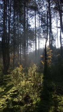 Lasy Spalskie 3 von Agata Szymanska