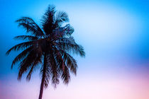 palmen sonnenuntergang by mroppx