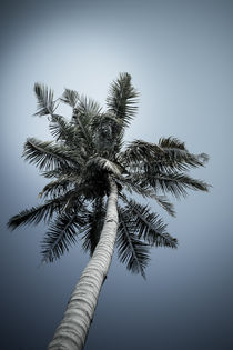die palme by mroppx