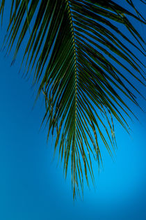 ein palmenwedel von mroppx