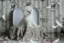 Staunendes Ragdoll Kitten by photoart-mrs