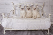 Zauberhafte Ragdoll Kitten von photoart-mrs