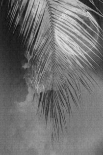 palme, mond und wolke von mroppx