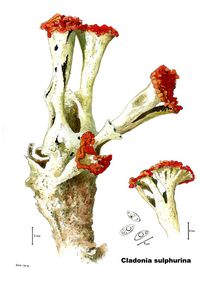 Cladonia sulphurina by Geoff Amos