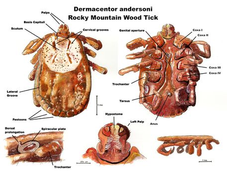 Dermacentor-andersoni-morphology