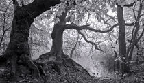 Gnarly Roots in B/W by Keld Bach