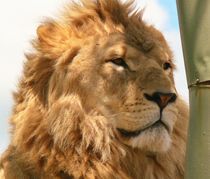 Lion King II by Daniella Paudash