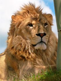 Lion King I von Daniella Paudash