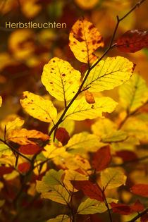 Herbstleuchten by photoart-mrs