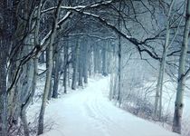 MAGIC WINTER FOREST von Photo-Art Gabi Lahl