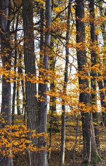 Herbstwald by Photo-Art Gabi Lahl