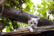 white little siamese cat on the roof by Jessy Libik