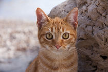Ginger tabby cat von Jessy Libik