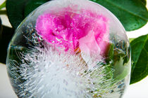 Azalee in kristallklarem Eis 2 von Marc Heiligenstein
