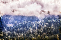 Tannenwald in den Wolken von Nicc Koch