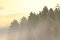 Bäume, Licht und Nebel 2 von Bernhard Kaiser