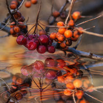 Over the water -Autumnal berry arrangement by Chris Berger