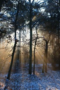 Wie Sonnenstrahlen durch Bäume glitzert.  von Simone Marsig