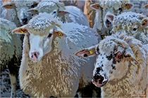 Sheeps  by Sandra  Vollmann