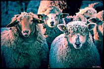  Romantic Sheeps  by Sandra  Vollmann