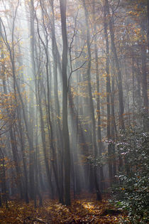 Die Sonne macht den Wald zum Dom by Hartmut Binder