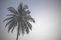 Lonely Palm by mroppx