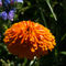 Orange-ringelblumenblute
